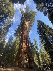 Sequoiadendron