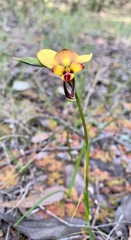 Diuris orientis