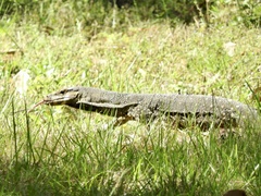 Varanus varius