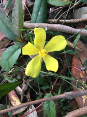 Hibbertia dentata