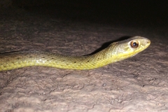 Malpolon monspessulanus