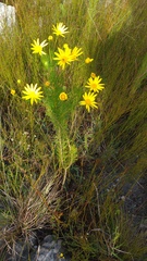 Euryops abrotanifolius