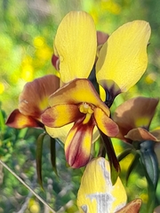 Diuris corymbosa