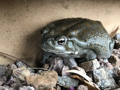 Incilius alvarius