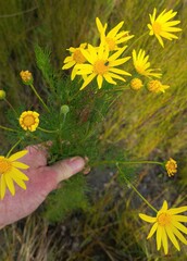 Euryops abrotanifolius