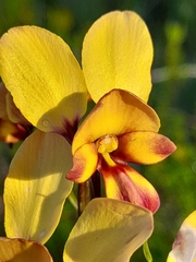 Diuris corymbosa