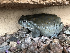 Incilius alvarius