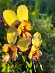 Diuris corymbosa