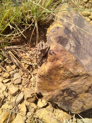 Agama aculeata distanti