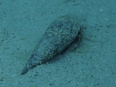 Terebridae