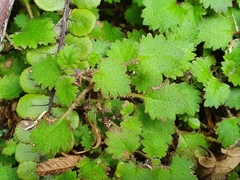 Jovellana repens