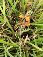 Bulbine