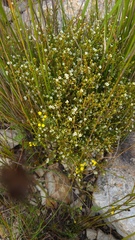 Coleonema juniperinum