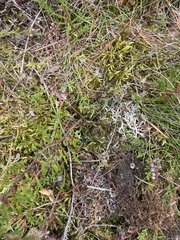 Pleurozium schreberi