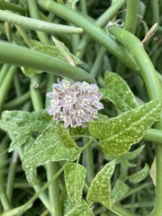 Funastrum heterophyllum