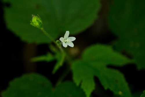 Hibiscus lobatus image