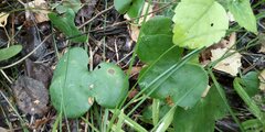 Hepatica nobilis