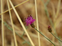 Centaurea attica