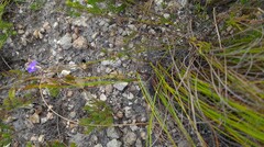 Lobelia capillifolia
