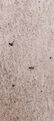 Lasius