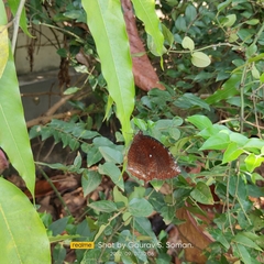 Elymnias hypermnestra