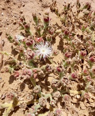 Mesembryanthemum crystallinum