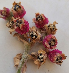 Mesembryanthemum crystallinum