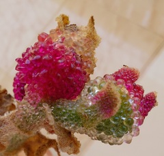 Mesembryanthemum crystallinum