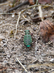 Cicindela campestris
