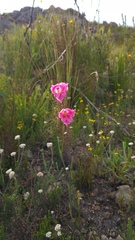 Gladiolus hirsutus