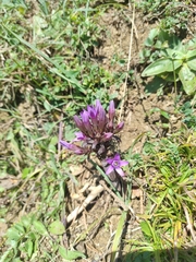 Gentianella germanica