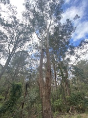 Eucalyptus pilularis