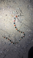 Micruroides euryxanthus