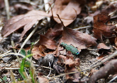 Cicindela campestris