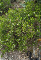 Agathosma ovata