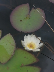 Nymphaea alba