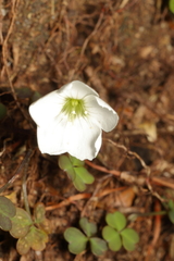 Oxalis magellanica