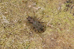 Neocicindela