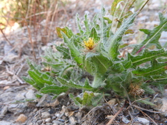 Centaurea benedicta