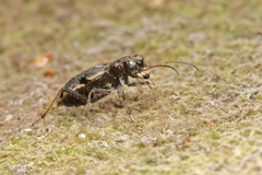 Neocicindela