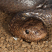 欖綠劍尾海蛇 - Photo 由 Tiffany Kosch 所上傳的 (c) Tiffany Kosch，保留部份權利CC BY-NC-SA