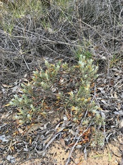 Eremophila glabra