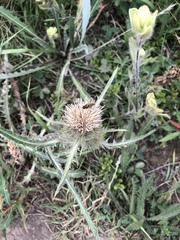 Cirsium hookerianum