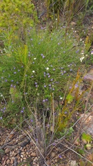 Lobelia capillifolia