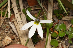 Lobelia angulata