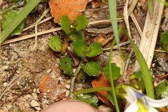 Lobelia angulata