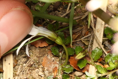 Lobelia angulata