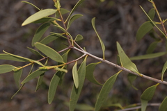 Santalum