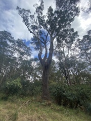 Eucalyptus