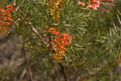 Grevillea dielsiana